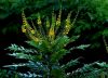 Mahonia... by Victor Biefnot