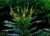 Mahonia...