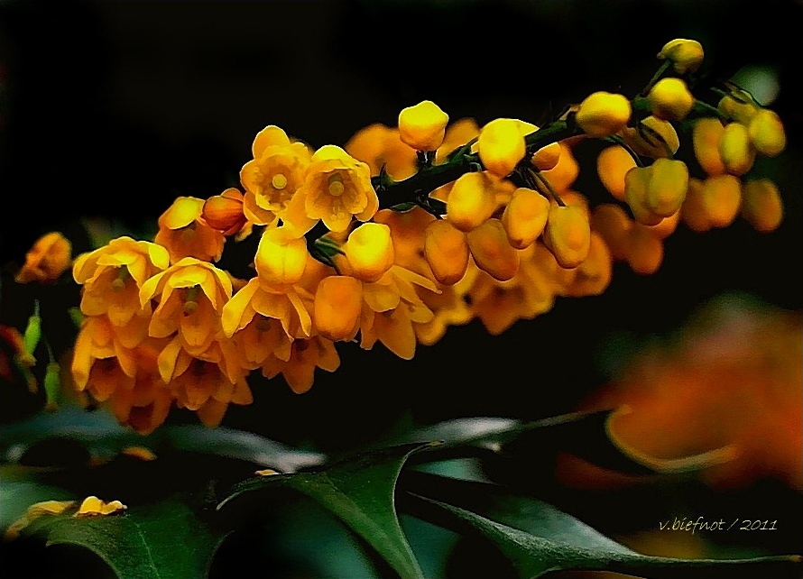 Orangey Mahonia...