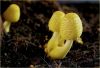 A family of little mushrooms
