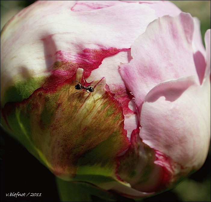 Peony...