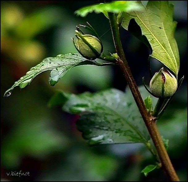 Buds after the rain...