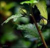 Buds after the rain...