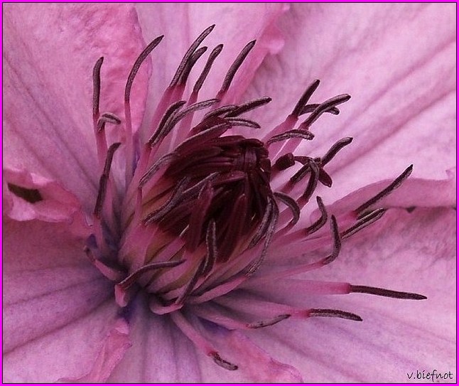 Clematis Hagley Hybrid #2