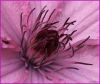 Clematis Hagley Hybrid #2