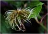 Clematis Hagley Hybrid #3 by Victor Biefnot