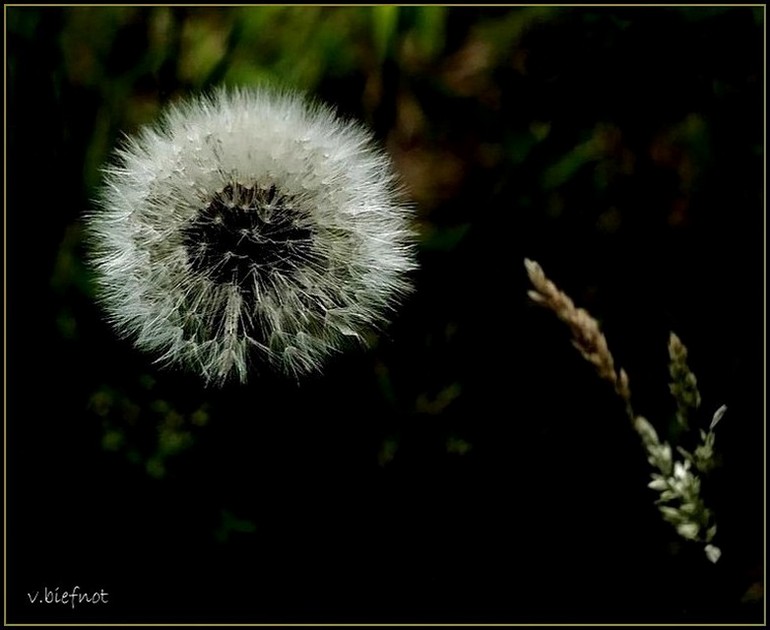 Dandelion in black & C