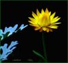 Everlasting flower by Victor Biefnot