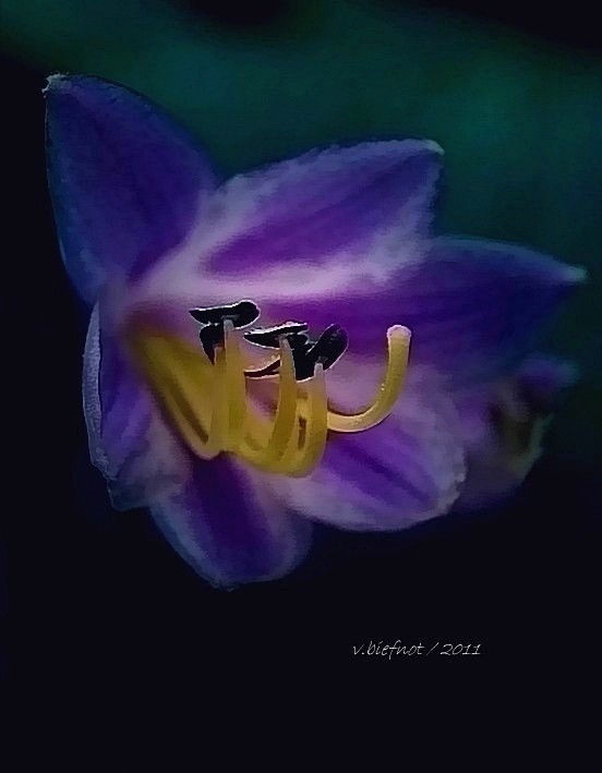 Hosta floret