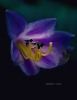 Hosta floret