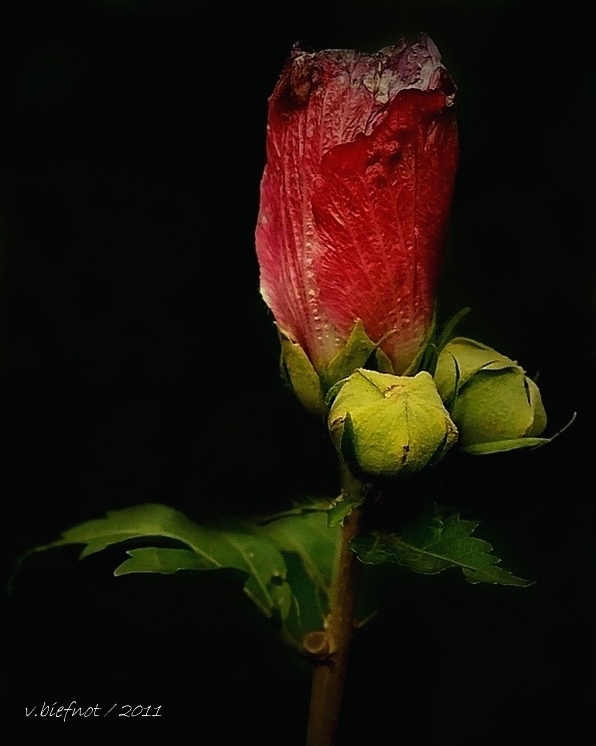 Ibiscus