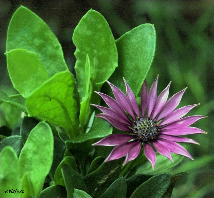 Little spanish daisy