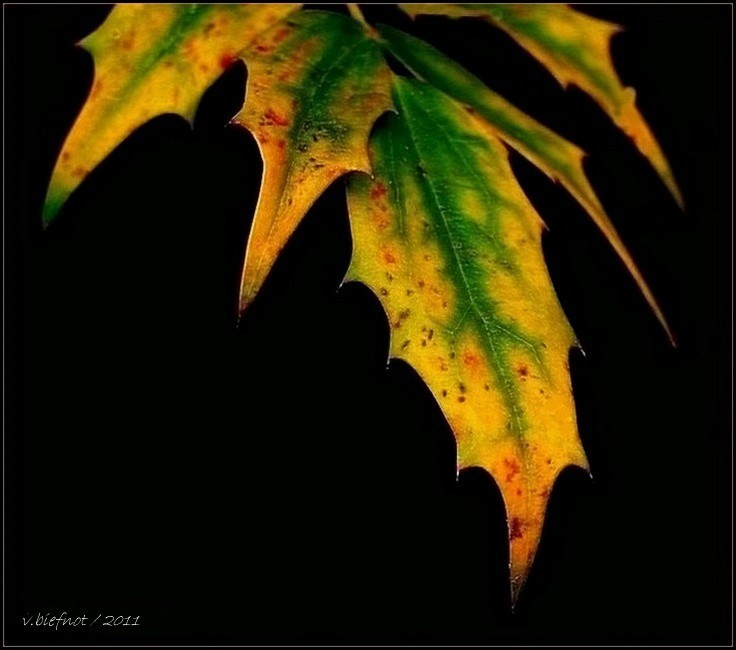 Mahonia x Intermedia leaf...