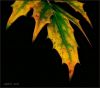 Mahonia x Intermedia leaf... by Victor Biefnot