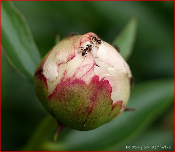 Peony bud...