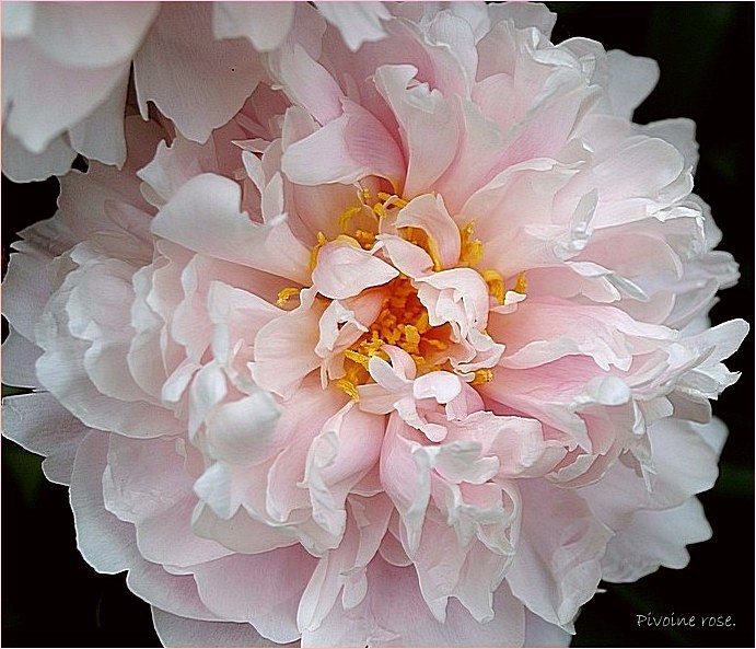 Peony