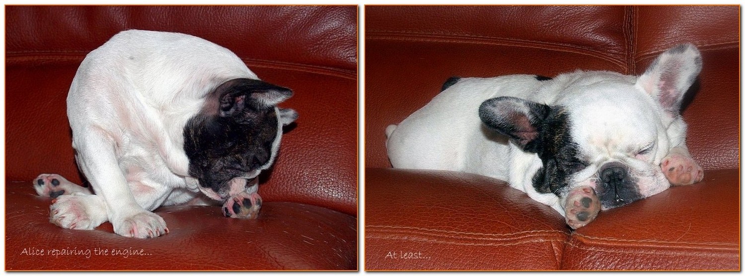 Introducing my French Bulldogs set #3: repairing...