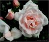 Roses... by Victor Biefnot