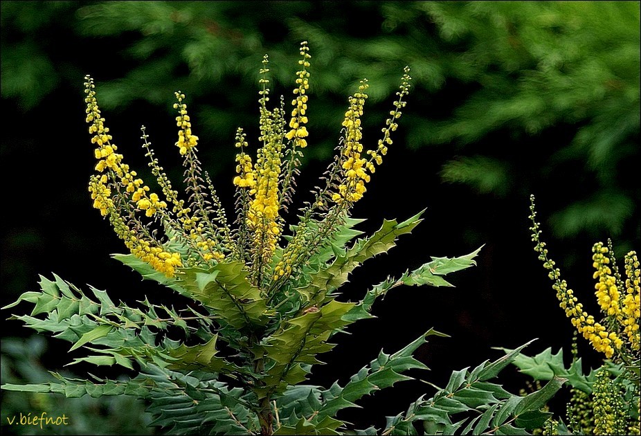 Mahonia #2