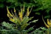 Mahonia #2