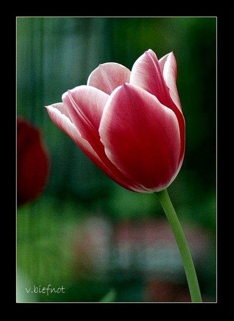 Red tulip...
