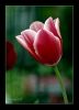 Red tulip...
