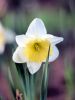 FLower by brodie dugger