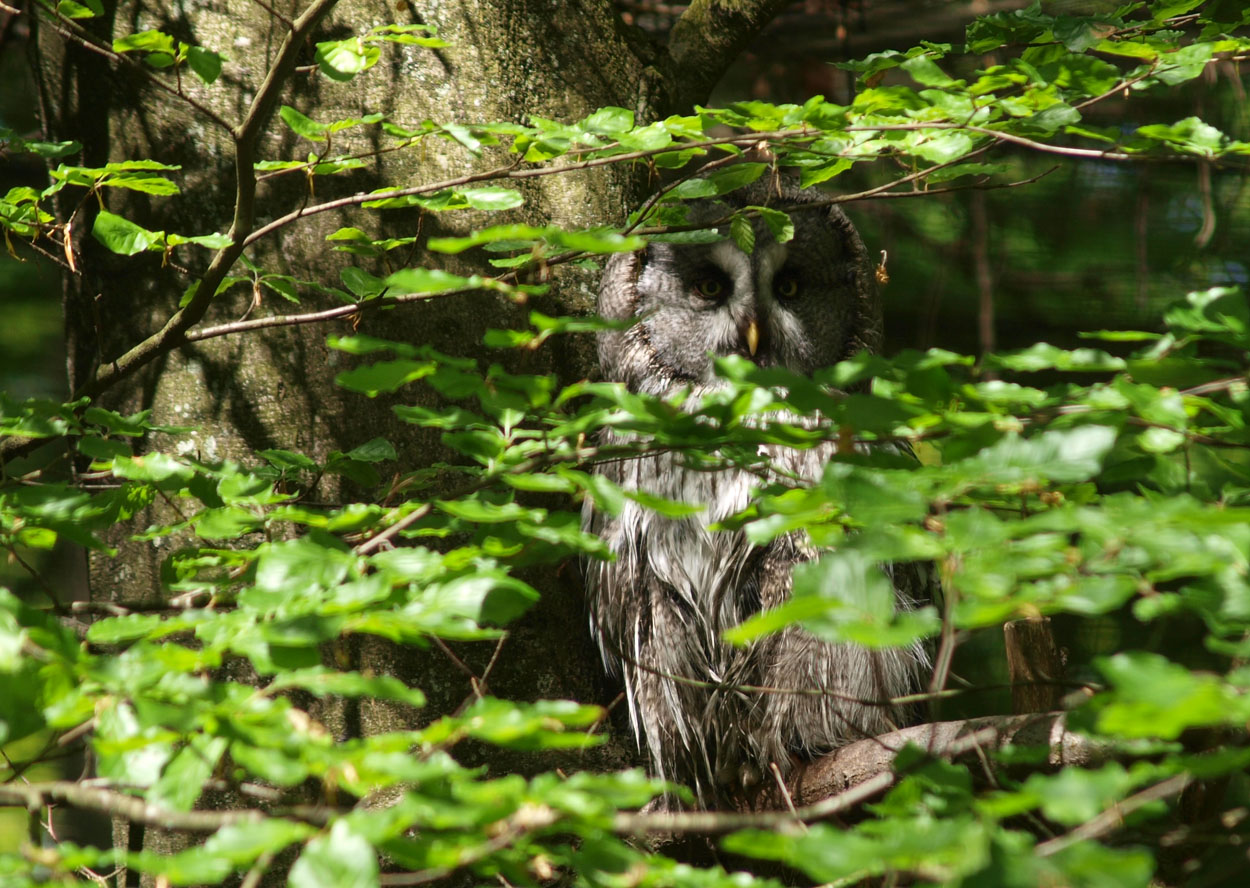 Great Grey Owl