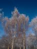 Winterbirch by Guy Palm