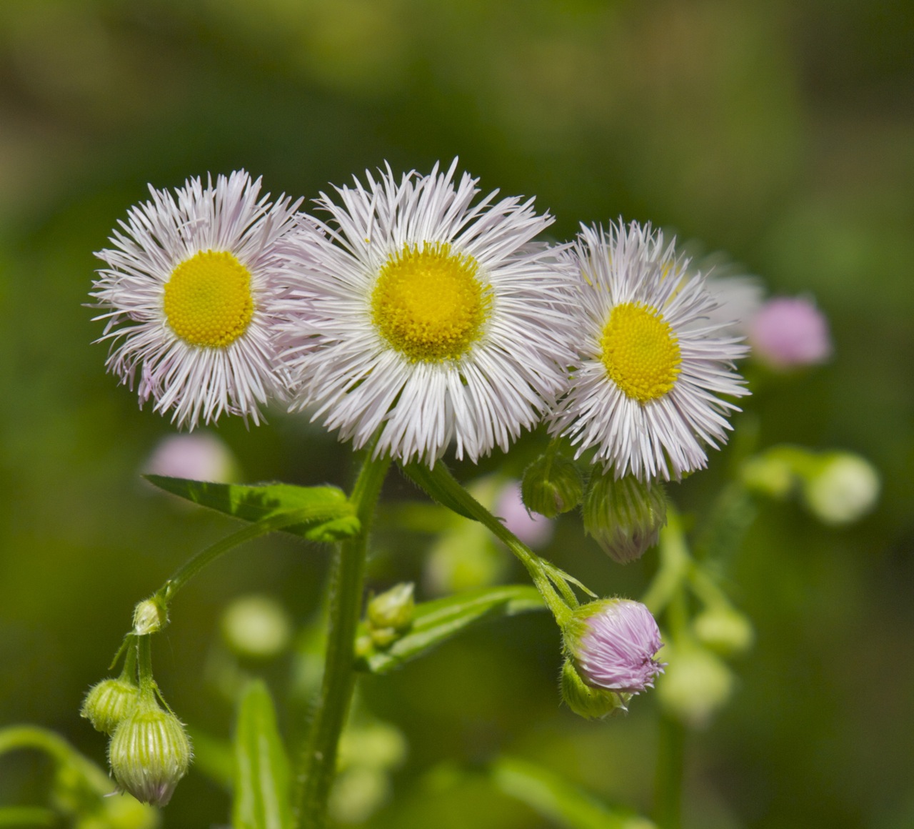 Wild Flowers