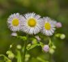 Wild Flowers by Donald Laffert