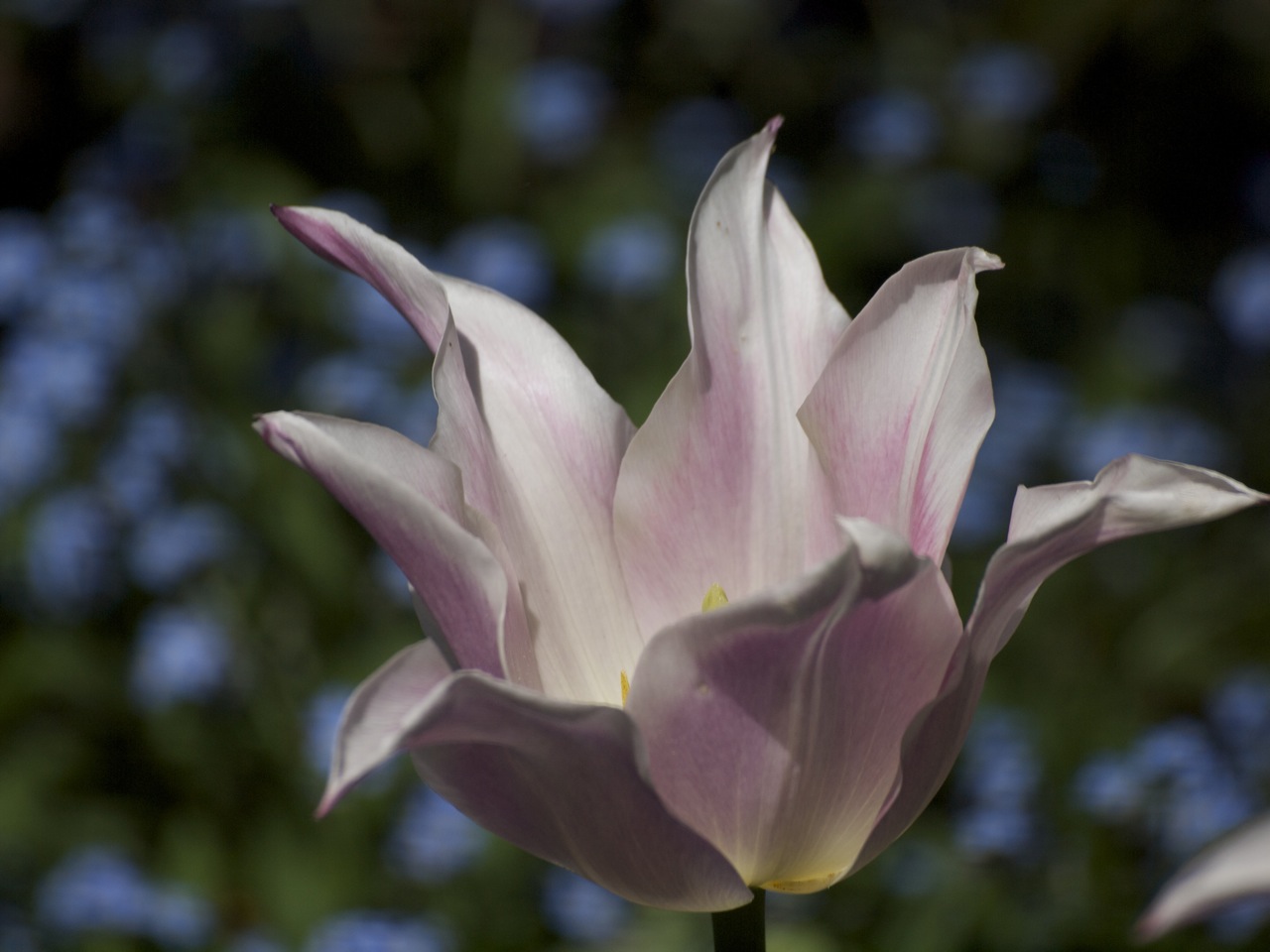 Tulip