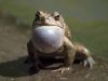 Frog by Donald Laffert