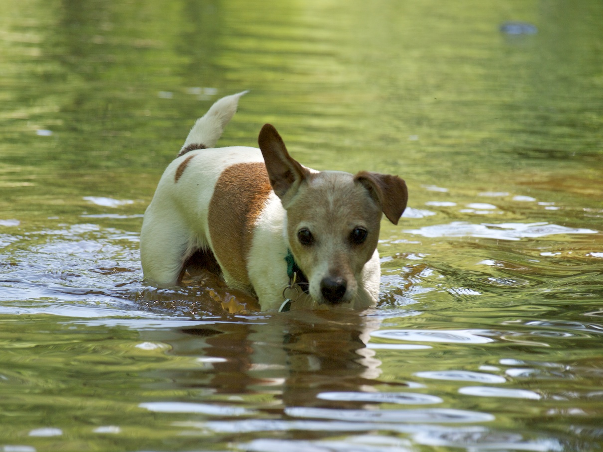 Jack Russell