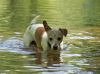 Jack Russell by Donald Laffert