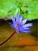 Water Lily