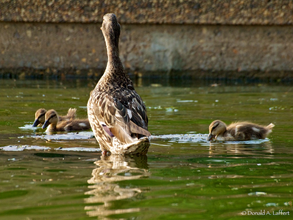 Mother & Ducklings