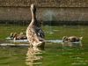 Mother & Ducklings by Donald Laffert