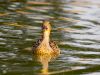 Mother Duck by Donald Laffert