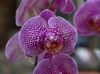 Flaming orchid by jean marois