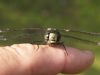 My pet dragon fly by jean marois