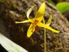 Delicate Yellow Macro by jean marois