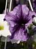 Emerald in purple by jean marois