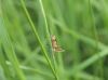 grasshopper by jean marois