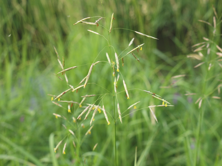 Wild plant in bloom