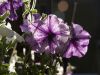Translucide petunias by jean marois
