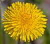 A Sunny Dandelion Bloom by Linda Gross