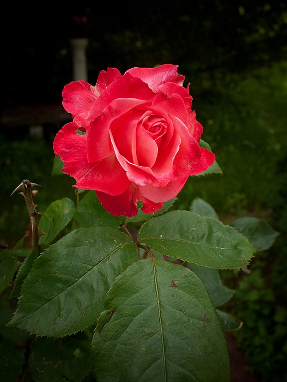 First Rose