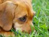 dog (2)