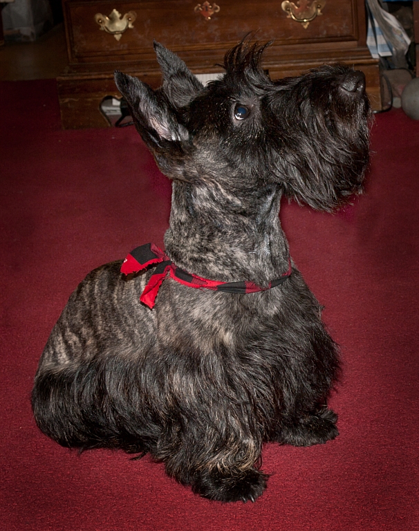 Callum's first hair cut